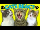 Katzen und Internetvideos