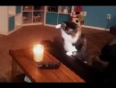 Katzen vs. Kerzen Compilation