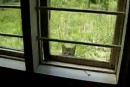Katzenfenster