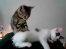 Katzenmassage #2