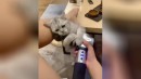 Katzenmassage #3