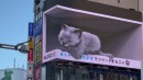 Katzenwerbung in Japan