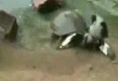 Schildkröte vs. Taube