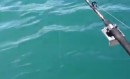 Killerwal stieht Fisch