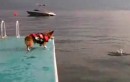Kleiner Hund springt ins Wasser