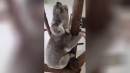 Koala stöhnt