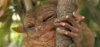 True Facts About The Tarsier