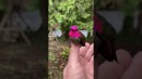 Kolibri - Farbenwechsel