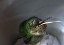 Kolibri schnarcht