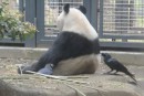 Krähen vs. Panda