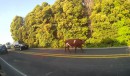 Kuh auf der Straße