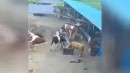 Kuh vs Kuh