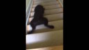 Labrador - Hündin und die Treppe