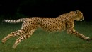 Gepard Slow Motion