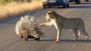 Leopard vs Stachelschwein