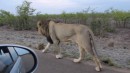Löwe vs. Touristen