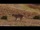 Löwen vs. Giraffe