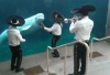 Mariachis spielen für einen Weißwal