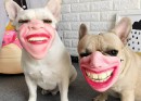 Masken für Hunde