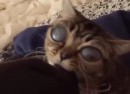 Matilda - Alien Katze