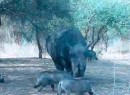 Nashorn vs. Warzenschwein