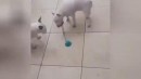 Neues Hundespielzeug