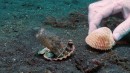 Octopus zieht um