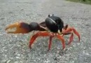 Oh, holly crab!