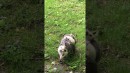Opossum - Familie macht einen Ausflug