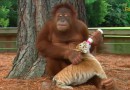 Orang-Utan als Babysitter