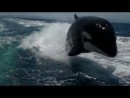 Orcas jagen ein Boot