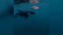Orca, der Mobber