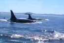 Hilfe die Orcas kommen!