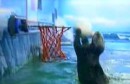 Otter spielen Basketball