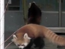 Panda schreckhaft