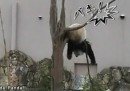 Panda vs. Ast