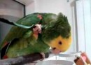 Papagei kratzt sich