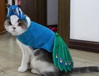 Pfau - Kostüm für die Katze