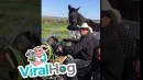 Pferd transportieren