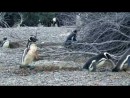 Pinguin - Schlägerei