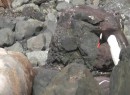 Pinguin und der seltsame Stein