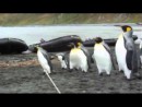 Pinguine und die Leine
