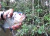 Piranha Heckenschere