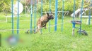 Polizeihund auf einem Seil
