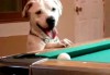 Pool Billiard Dog
