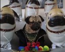 Pug Balloon Squad