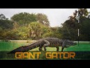 Riesen-Alligator in Florida unterwegs