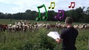 Rülps - Aufführung für die Kühe