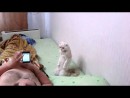 Russische Katze