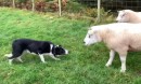 Schäferhund vs. Schafe